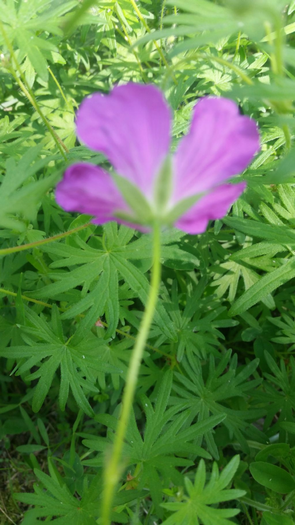 Geranio?  S, Geranium sanguineum